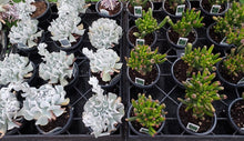 Fun Mystery Succulent Assortment 4 piece