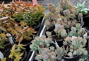 Fun Mystery Succulent Assortment 4 piece